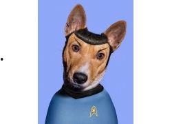 明星脸宠物,萌宠界的明星效应