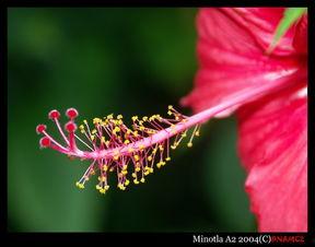 阴部花图片,自然界的神秘之花